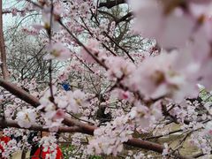 -桃花堤公园