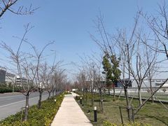 -青枫公园