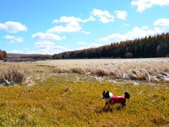 -塞罕坝国家级自然保护区