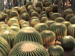 -南山植物园