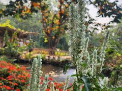 -中国科学院西双版纳热带植物园