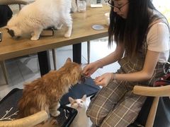-平行世界·猫咖(首经贸店)