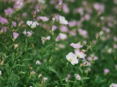 -西湖风景区-江洋畈生态公园