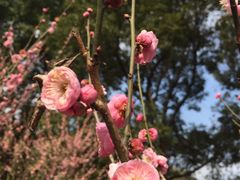 -苏州上方山国家森林公园