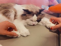 -猫腻·猫咖·撸猫馆(星光大道店)