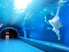 -悉尼海洋生物水族馆