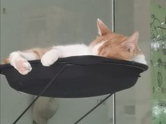 -猫亿天猫咖
