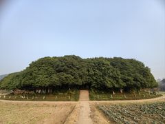 -八卦田遗址公园