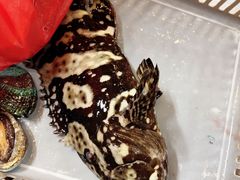 -外滩18号海鲜(三亚湾龙兴海鲜广场店)