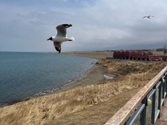 -青海湖国家重点风景名胜区