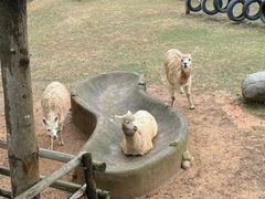 -泉州海丝野生动物世界