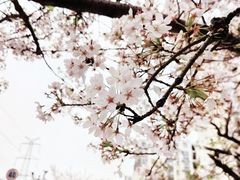 -高东镇樱花园