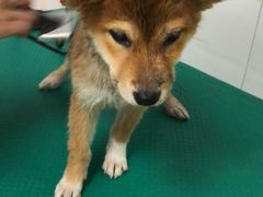 -创凡宠物医院·骨专科  猫科中心(西乡分院)