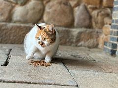 -龙华寺