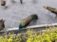 -西双版纳原始森林公园