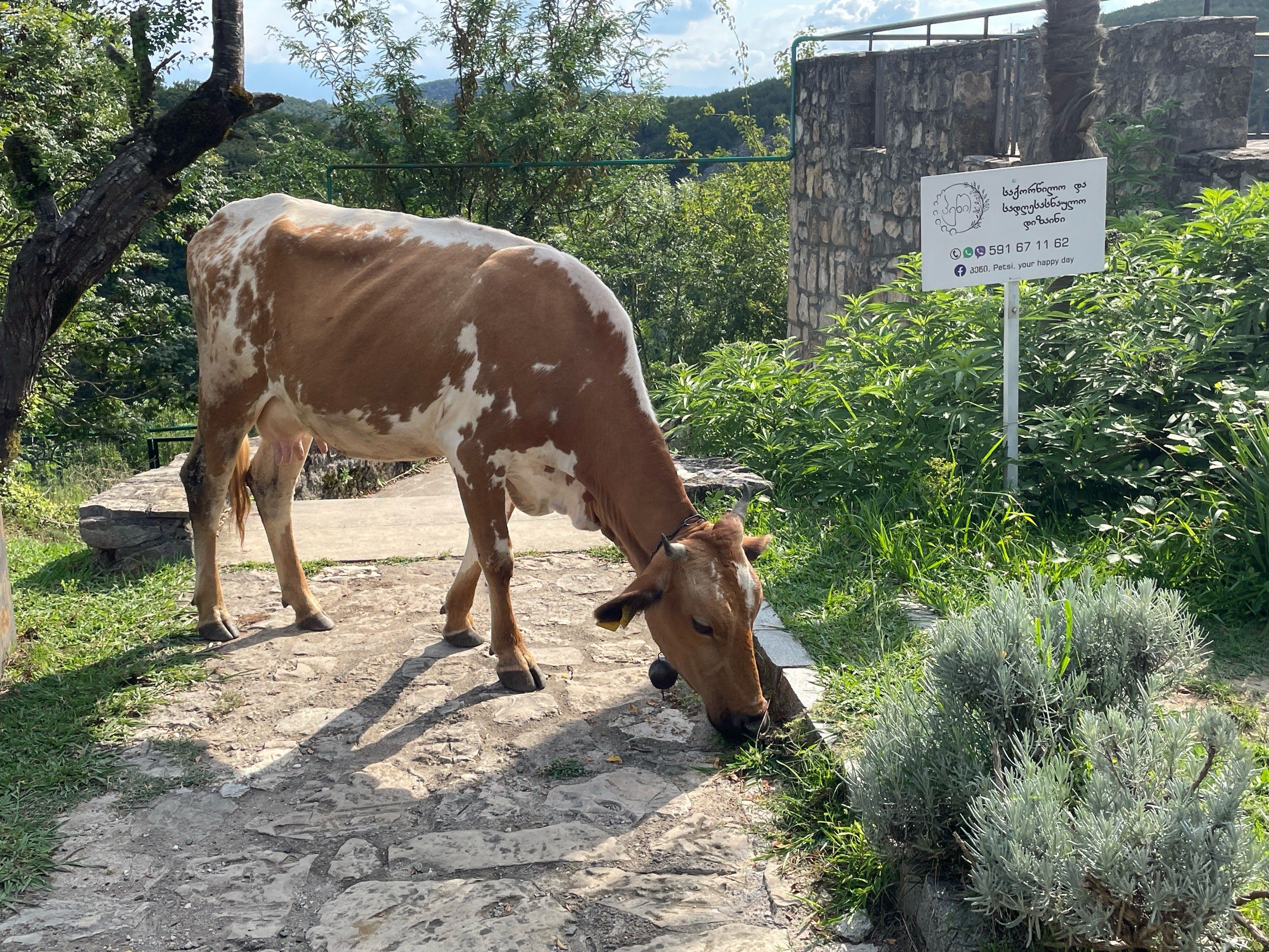 请教一下:奶牛有公的吗?