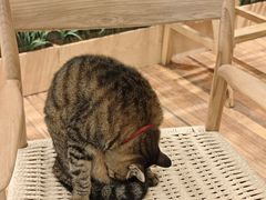 -猫的天空之城概念书店(杭州南宋御街店)