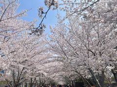 -高东镇樱花园