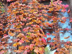 -半岛公馆(淞兴西路店)