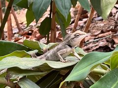 -中国科学院西双版纳热带植物园