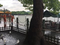 -西湖游船