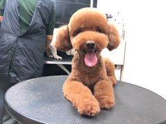 -小尾巴宠物店(万科·金域华庭店)