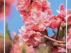 -南国桃园旅游度假区