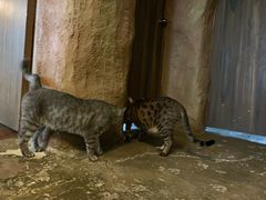 -猫猫幼稚园·撸猫·桌游·电玩