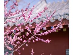 -泰山花样年华景区