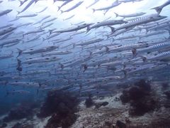 -卡帕莱度假村(西巴丹岛)