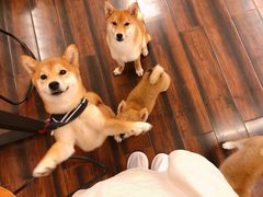 -豆柴町-柴犬主题狗咖(红鼎国际C座店)