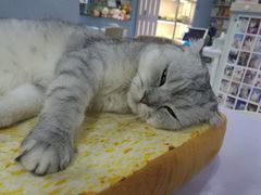 -喵的天空名猫咖啡馆·撸猫·猫舍·用品