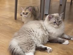 -有喵·猫咖·狗咖·30几只猫10只小狗(岗厦店)