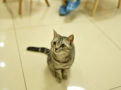 -鼓捣猫呢主题猫咖店