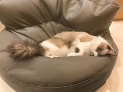 -飞行喵MR PILOT|猫舍·猫咖(静安大融城店)