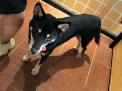大堂-柴犬高等学院·狗咖·柴犬售卖·宠物训练