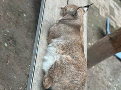 -青藏高原野生动物园