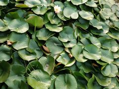 -素心斋素食餐厅