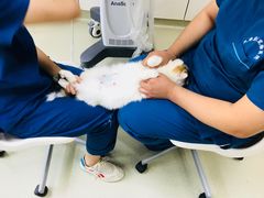 -美联众合宠物医院·爱萌分院·内外科·猫科中心