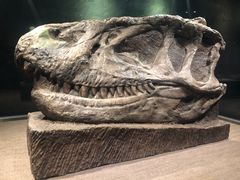 -自贡恐龙博物馆