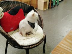 -猫色咖啡·猫咖