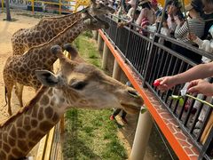 -西霞口神雕山野生动物世界