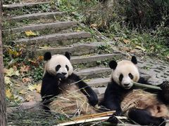 -中国大熊猫保护研究中心雅安碧峰峡基地