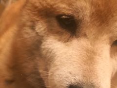 -枫花园汽车电影院(朝阳公园店)