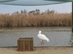-盐城丹顶鹤湿地生态旅游区