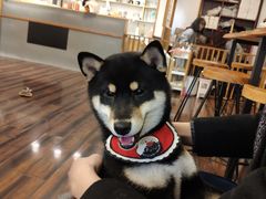 -豆柴町-柴犬主题狗咖(红鼎国际C座店)