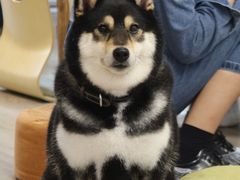 -柴迷FANS CLUB·柴犬狗咖·猫咖