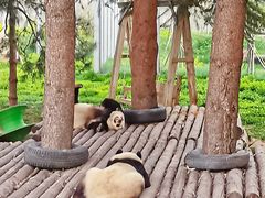 -西安秦岭野生动物园