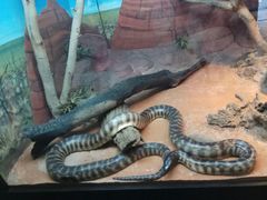 -费瑟代尔野生动物园