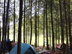 -武陵山森林公园